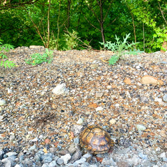 Turtle in gravel