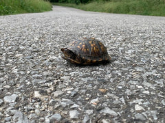 small turtle in roadway