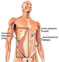 Muscle central de l'abdominis transverse TVA