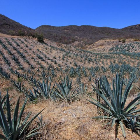 Plantaciones de agave de Oaxaca