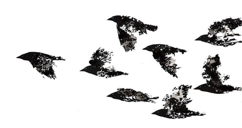 Jackdaws Black and White art print by Rob Wass | Enter Gallery 