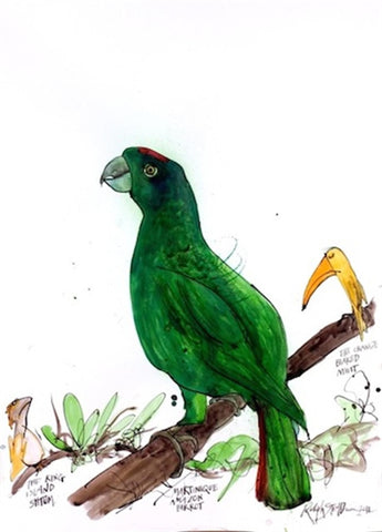 Martinique Amazon Parrot limited edition art print | Enter Gallery 