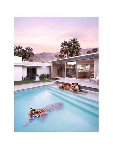 Palm Springs Tigers art print by Paul Fuentes | Enter Gallery