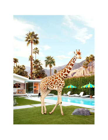 Giraffe limited edition art print by Paul Fuentes | Enter Gallery 