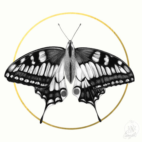 Butterfly, Special Edition print by Elizabeth Waggett | Enter Gallery