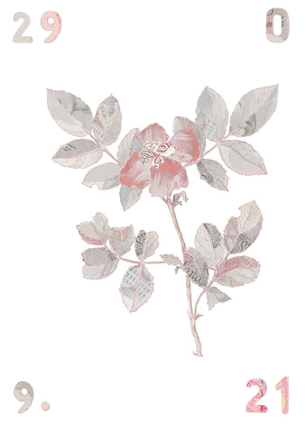 Specimen Rosa Canina II art print by Justine Smith | Enter Gallery