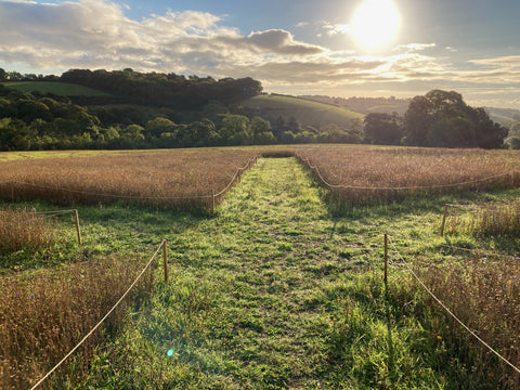 Jamie Reid's Ova Project, Cornwall | Enter Gallery 