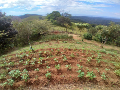 Connecting the Roots Terraces