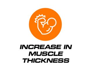 Increase in muscle thickness