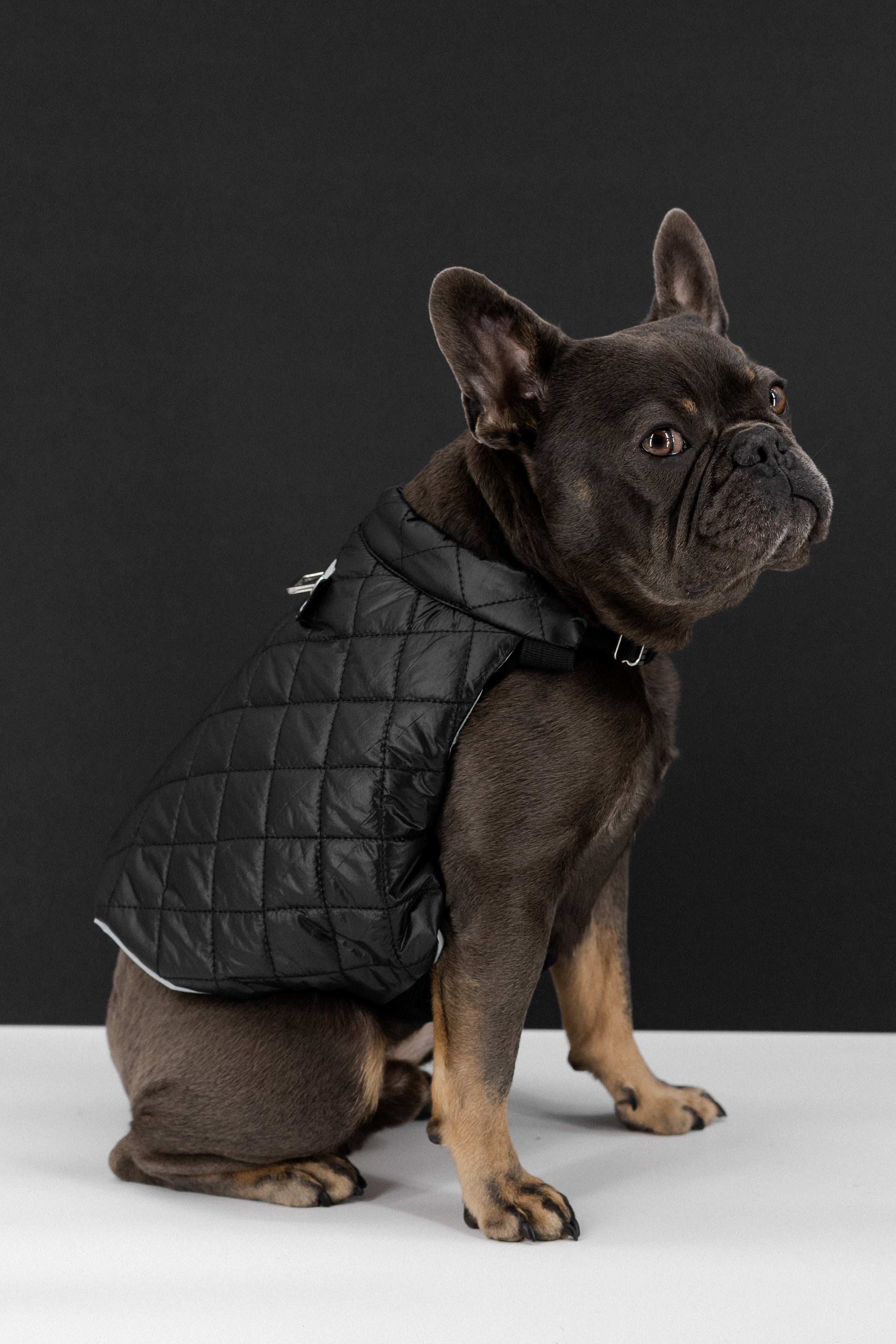 dog puffer jacket with harness