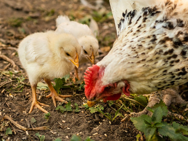 Cómo criar gallinas saludables Y obtener huevos frescos en la granja |  Grupo Lovet :: Farmacia Veterinaria San Bernardo :: Medicamentos  veterinarios en general y de especialidad. Sucursales en Querétaro y CDMX.