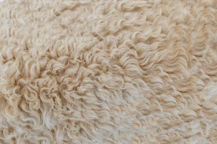 Kelly and Windsor Alpaca Wool Pillow
