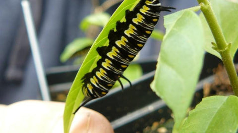                      Jay Beard, of Lone Star Nursery, holds a milkweed plant with a caterpillar, which will one day become a monarch butterfly.                 