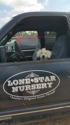 dog in driver seat of delivery vehicle with window open