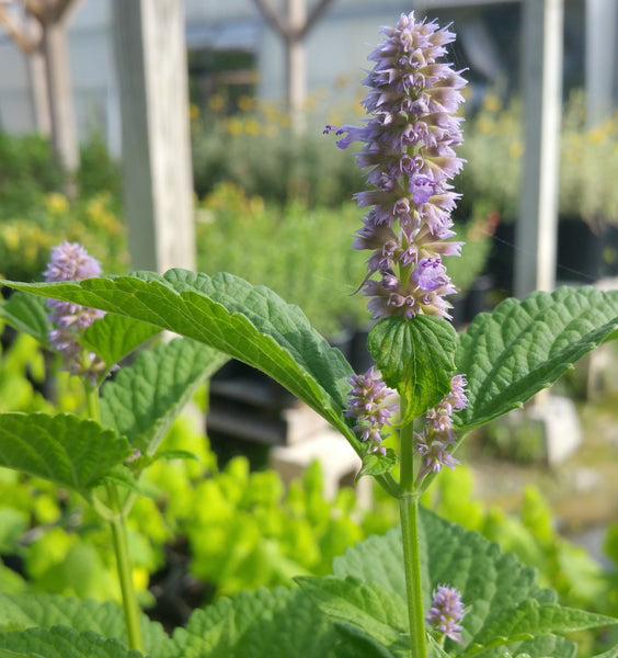 dry blue giant hyssop