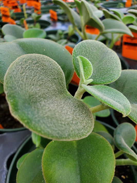 Ilex paraguariensis (Yerba Mate) - Keeping It Green Nursery