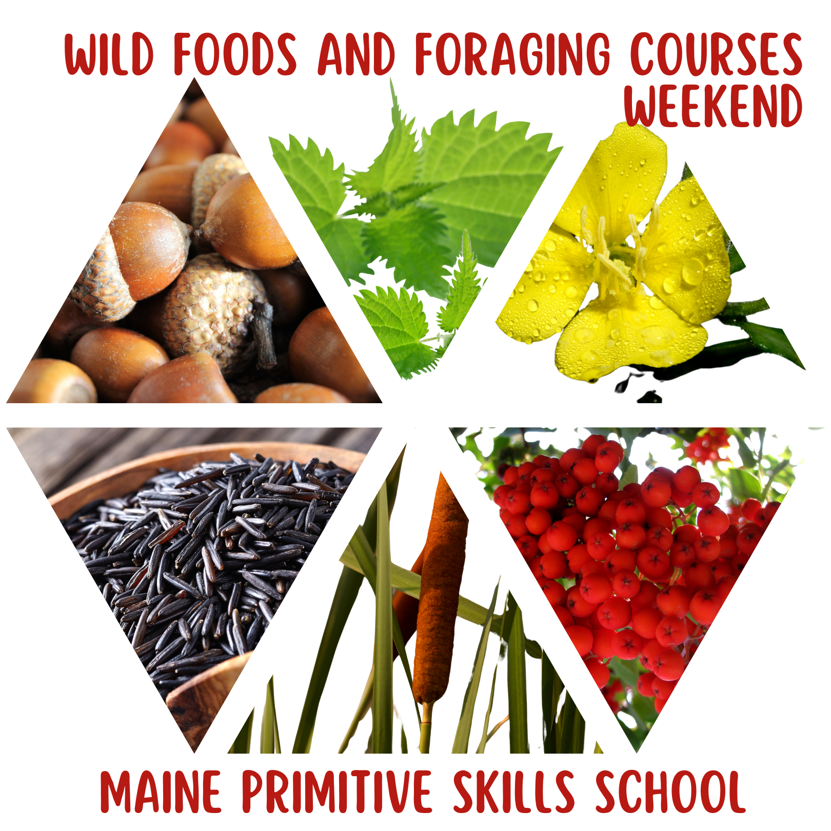 Seasonal Foraging Intensive - 3 days