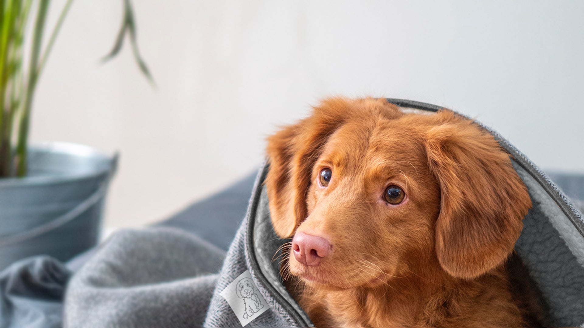 microfibre dog towel