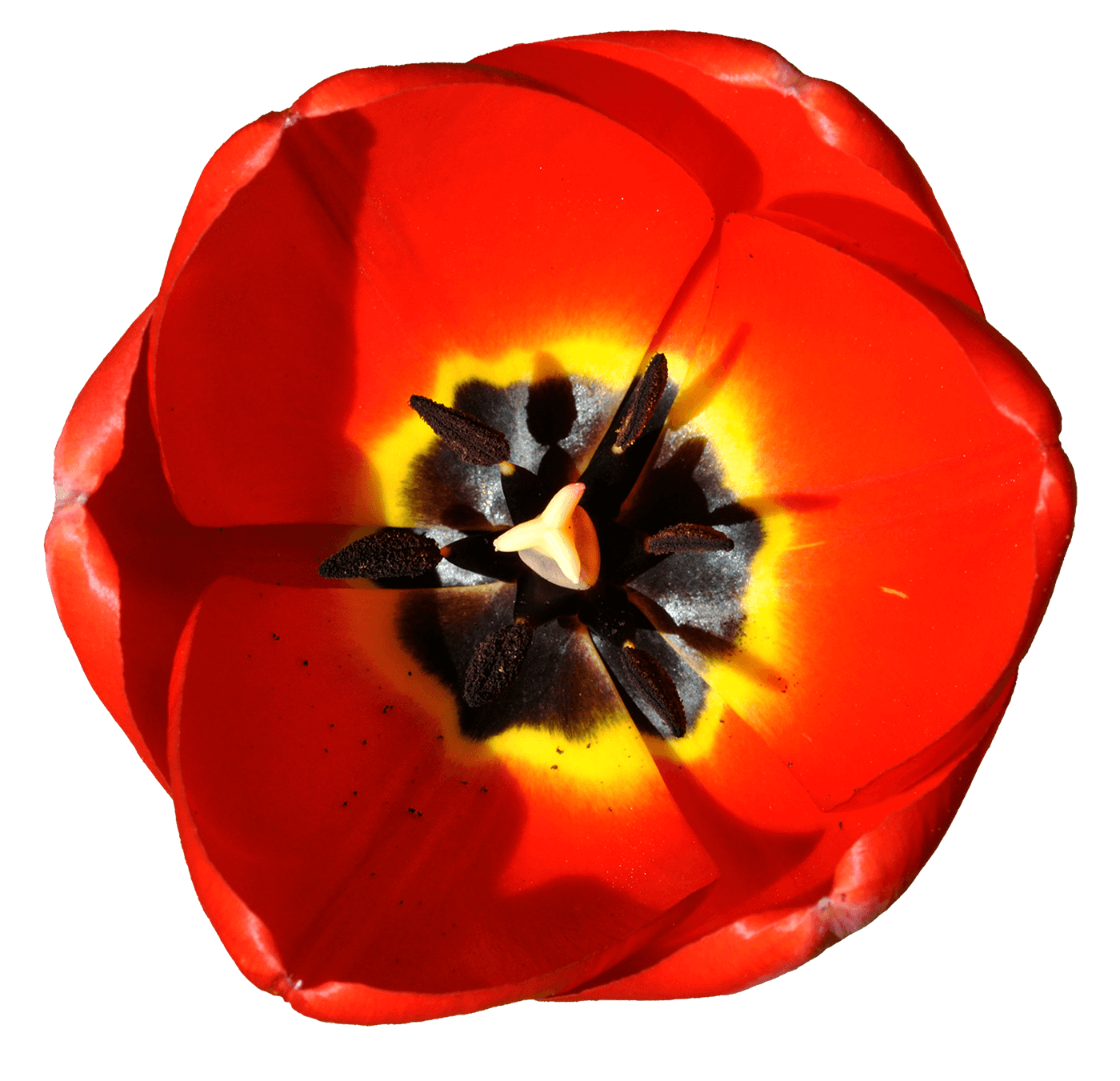 Red Emperor Tulip