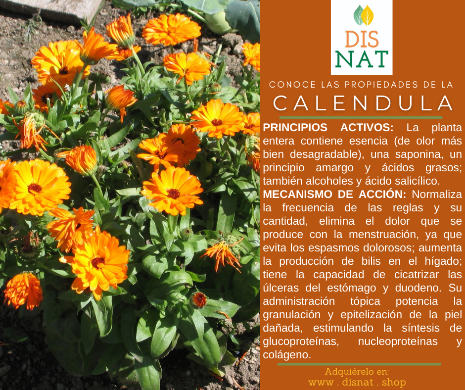 CALENDULA – DISNAT