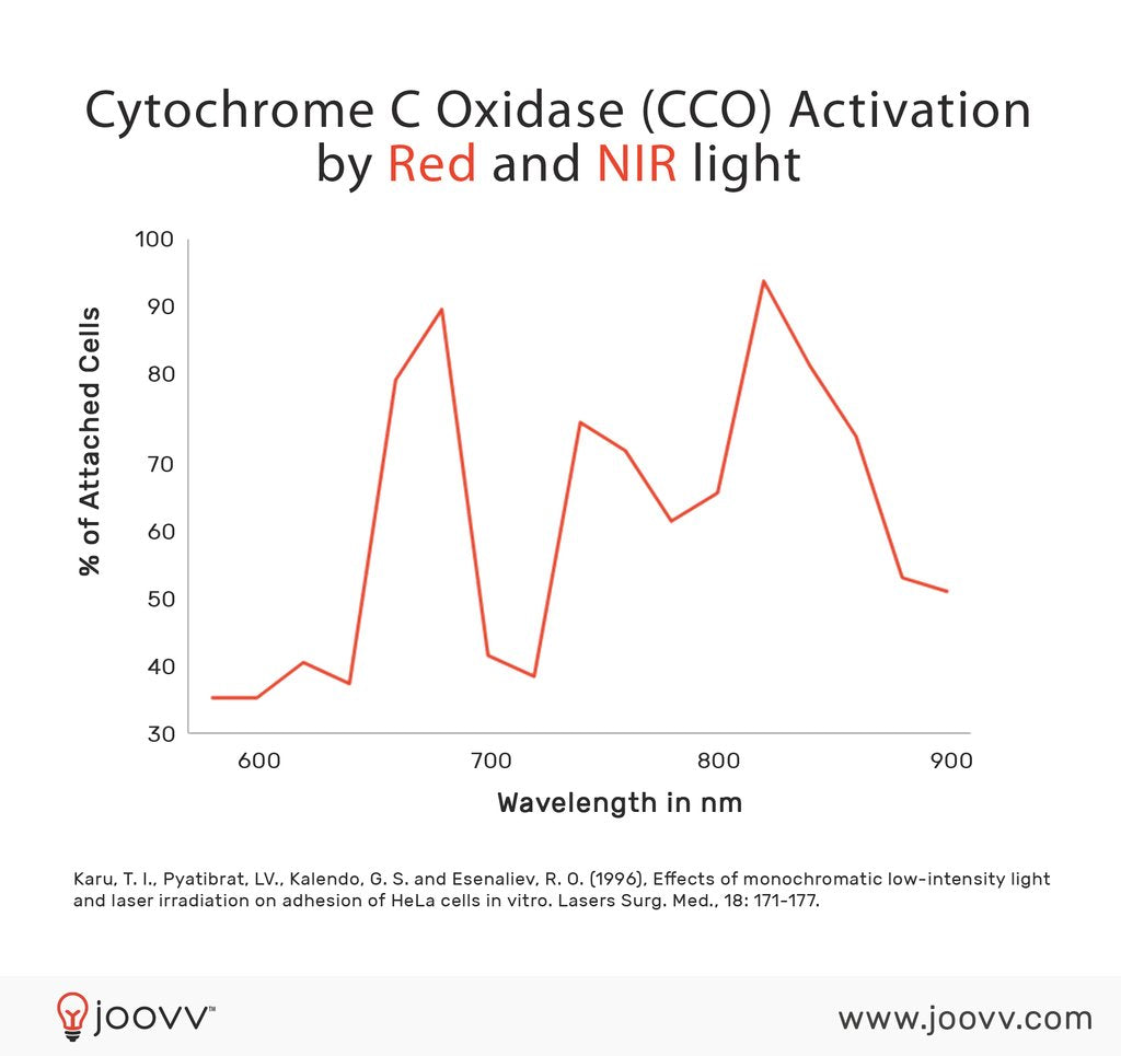 Displaying Cytochrome_C_Oxidase_Activation_by_Red_Light_1024x1024.jpg