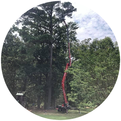 Tree Service Greensboro