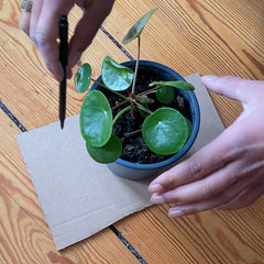 Dielenboden-Pilea-Pflanze-Pappe-Hände-Bleistift