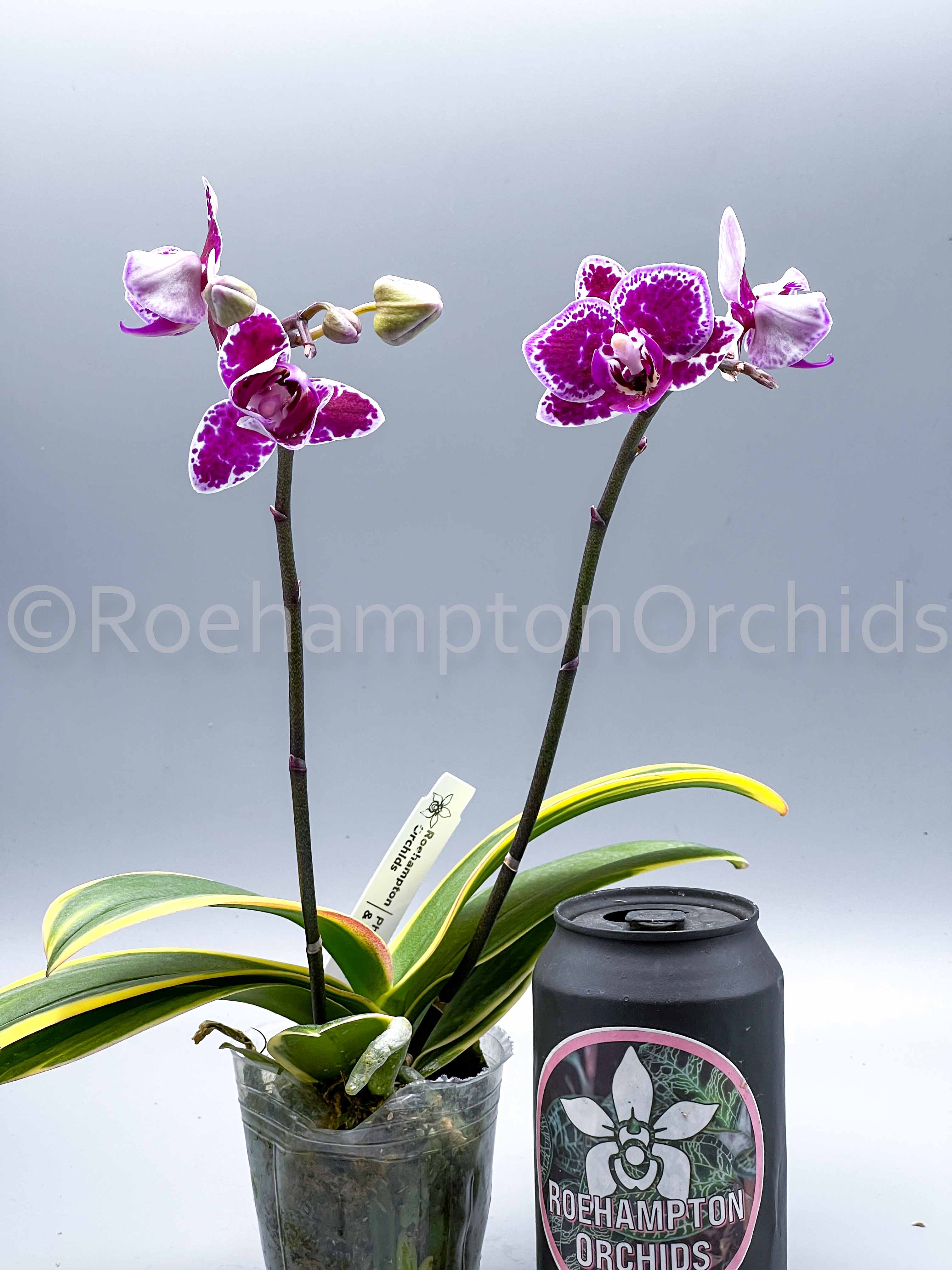 Phal chia e yenlin variegata фото