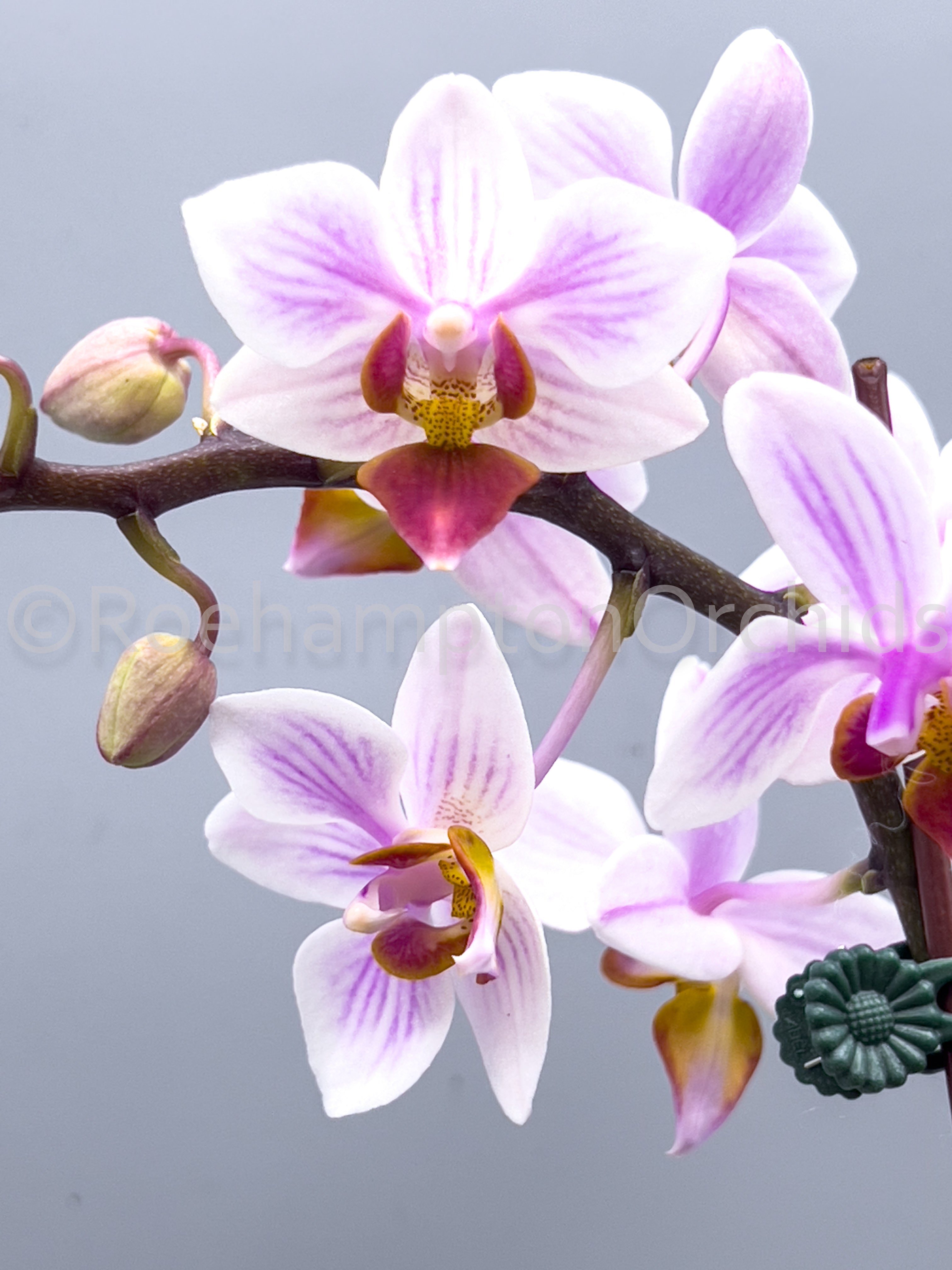 Piante, semi e bulbi Orchid orchidee PHALAENOPSIS intermedia 'ORANGE' 19 L  Casa e giardino IN4680442