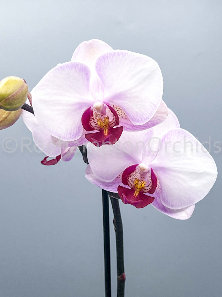 Phal. Sweet Memory 'Liodoro' – Roehampton Orchids