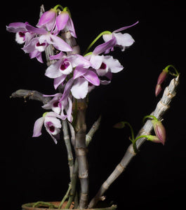 Den. parishii - Roehampton Orchids