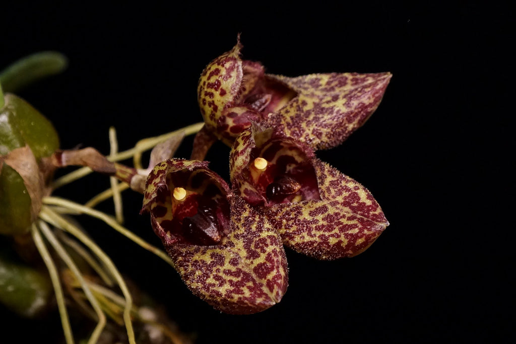 Lepanthes Sherry Bridygham – Roehampton Orchids