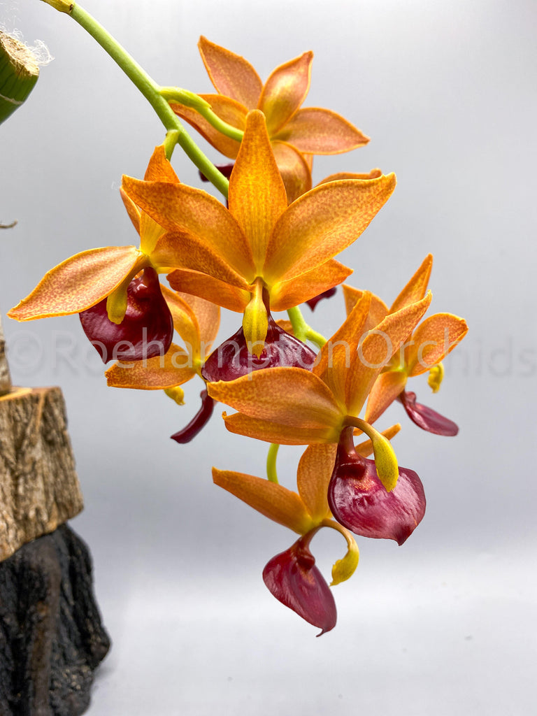Catasetum/ Fred. After Dark black Pearl Black Orchid. Rare -  Denmark