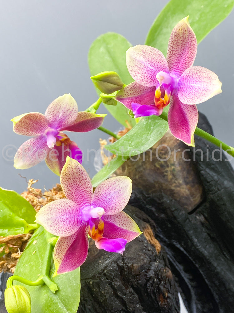 Phal. Sweet Memory 'Liodoro' – Roehampton Orchids