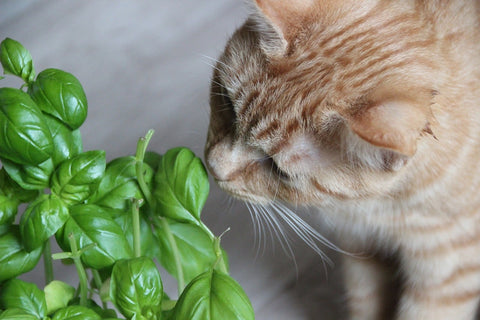 Pet safe plants, non-toxic plants for pets, pet friendly houseplants