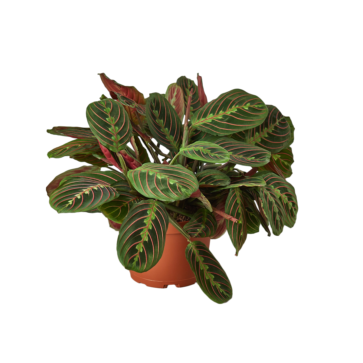 Prayer Plant For Sale at Good Price – Green Door Garden