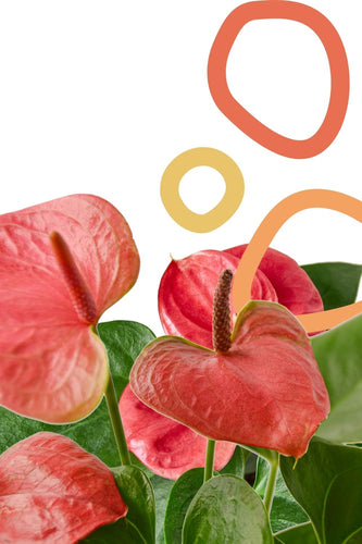 red anthurium plant