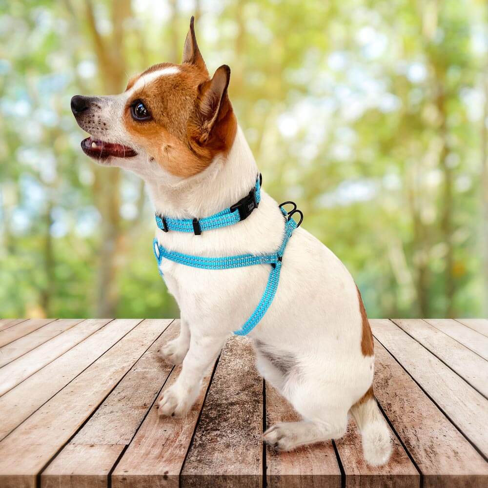 Cute small dog wearing Pipco SuperLite lightweight harness and collar in blue