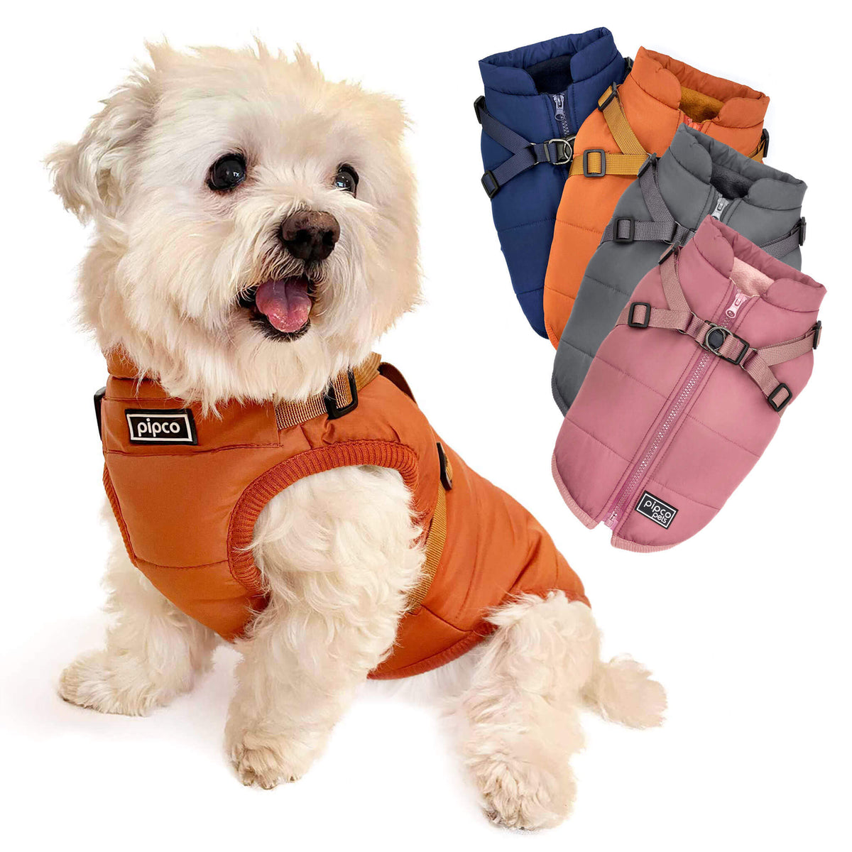 Dog wearing Pipco puffer jacket with integrated harness orange and navy options