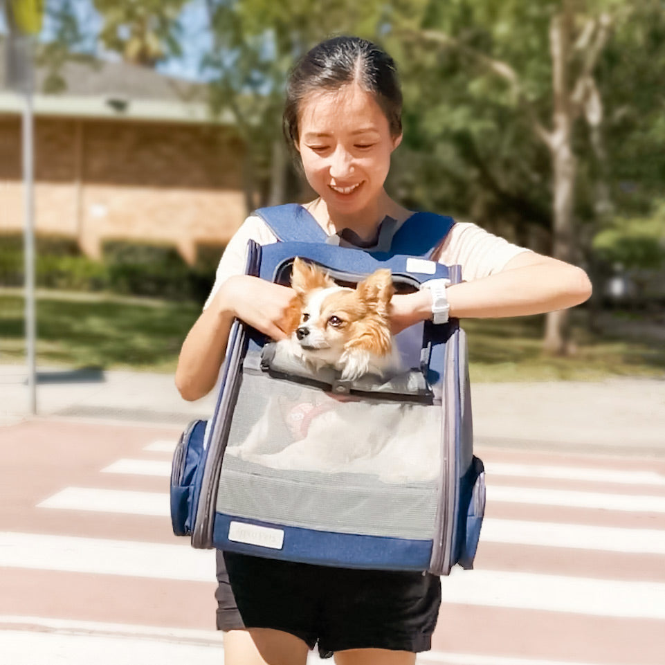 Dog owner carrying small dog in backpack while crossing road Australia