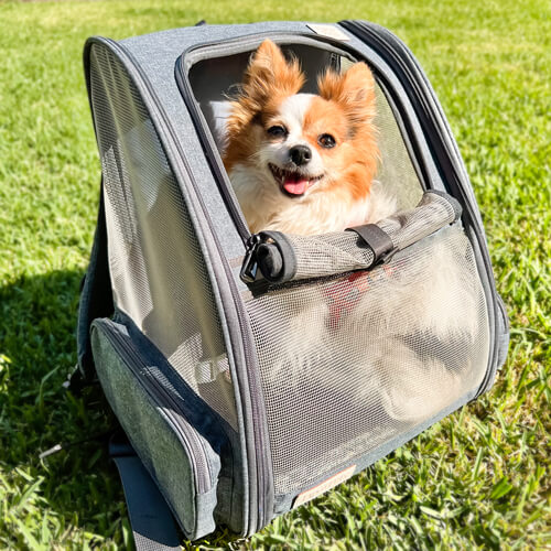 Small dog 3.5kg sitting inside grey dog backpack Australia