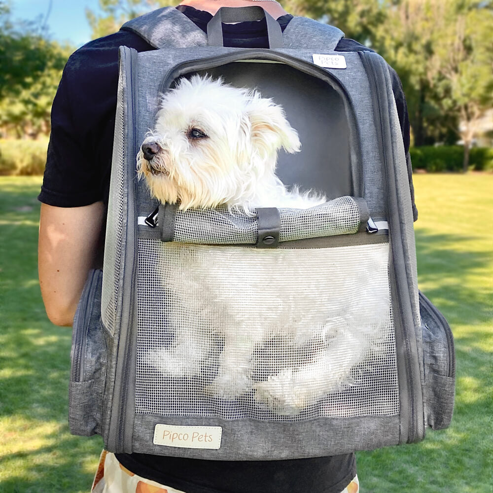 Small dog 5kg sitting in Pipco Pack carrier worn as backpack in slate grey colour