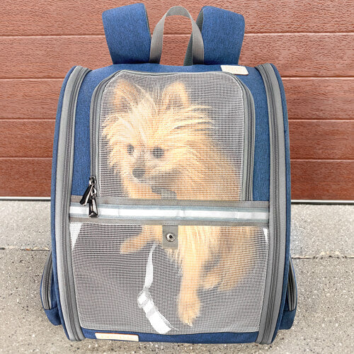 Small dog 2.5kg sitting in Pipco Pack dog backpack