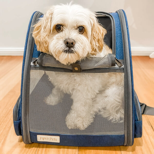 Medium size dog 7kg sitting in blue carrier bag for dogs