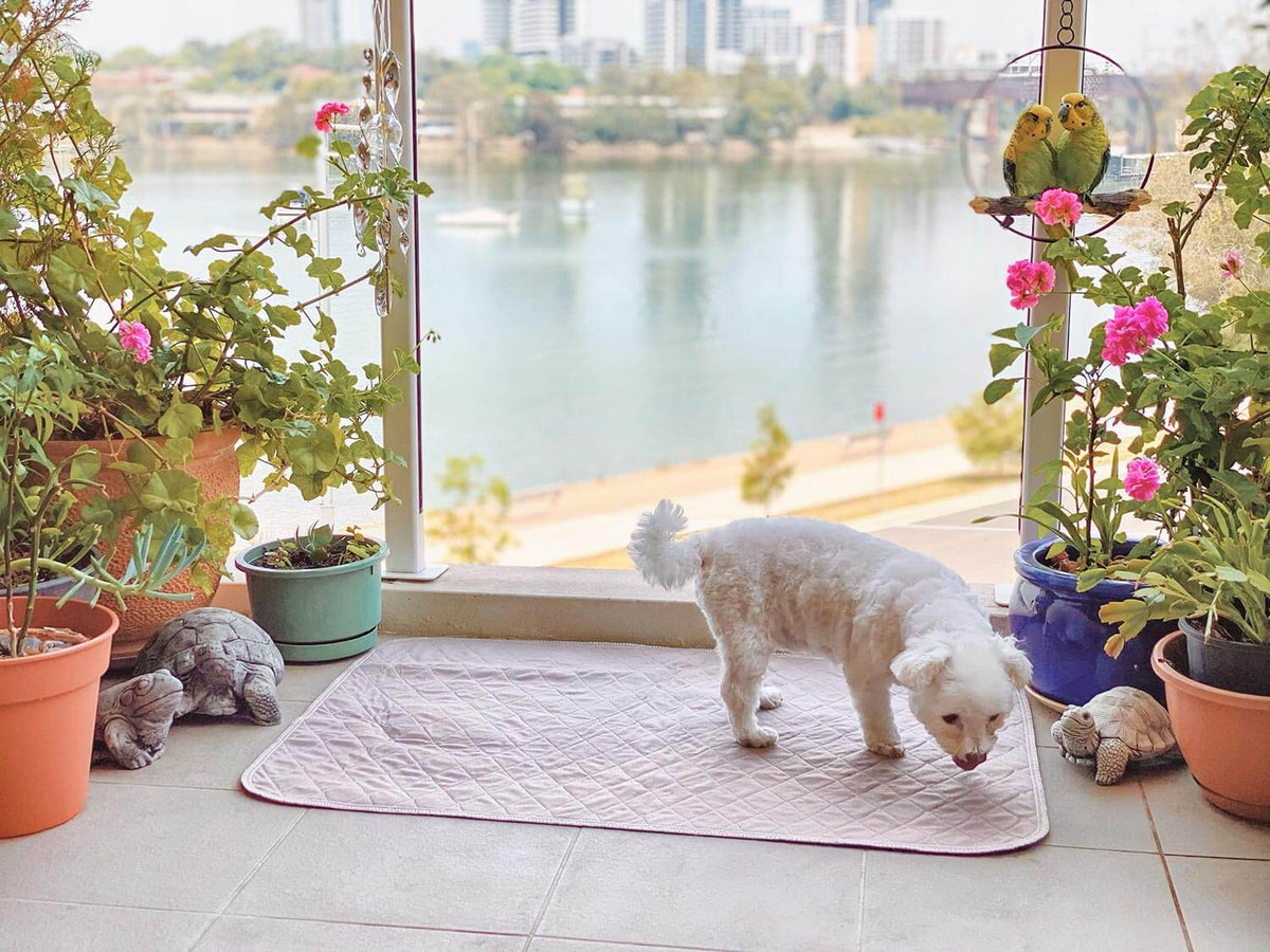 Dog standing on Pipco Pets washable pee mat on balcony