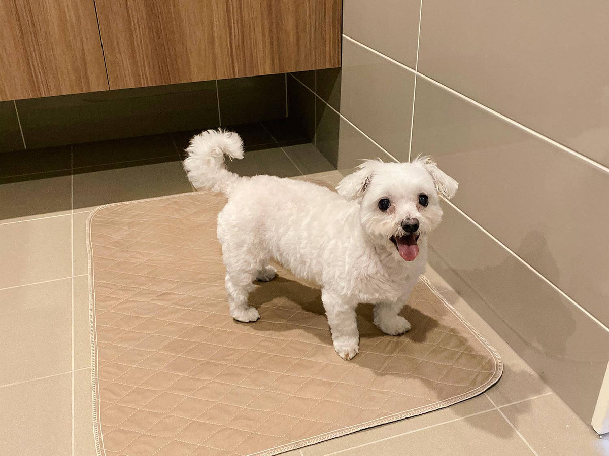 Dog standing on Pipco Pets washable pee mat in clean bathroom