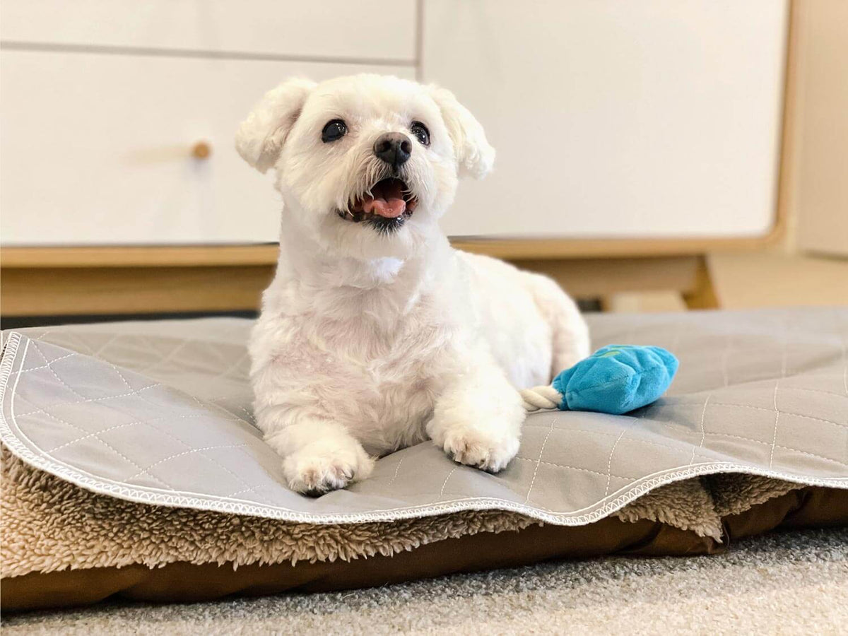 Dog lying on pet bed covered with a Pipco Pets washable puppy pad