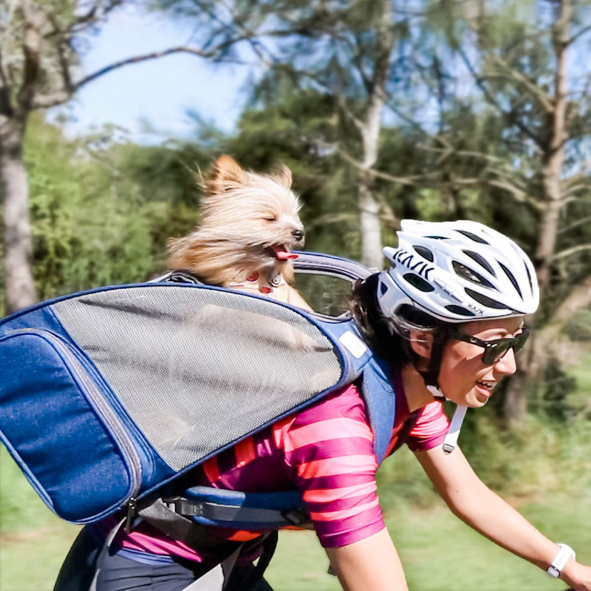 Cyclist carrying small dog in backpack while riding bike Australia