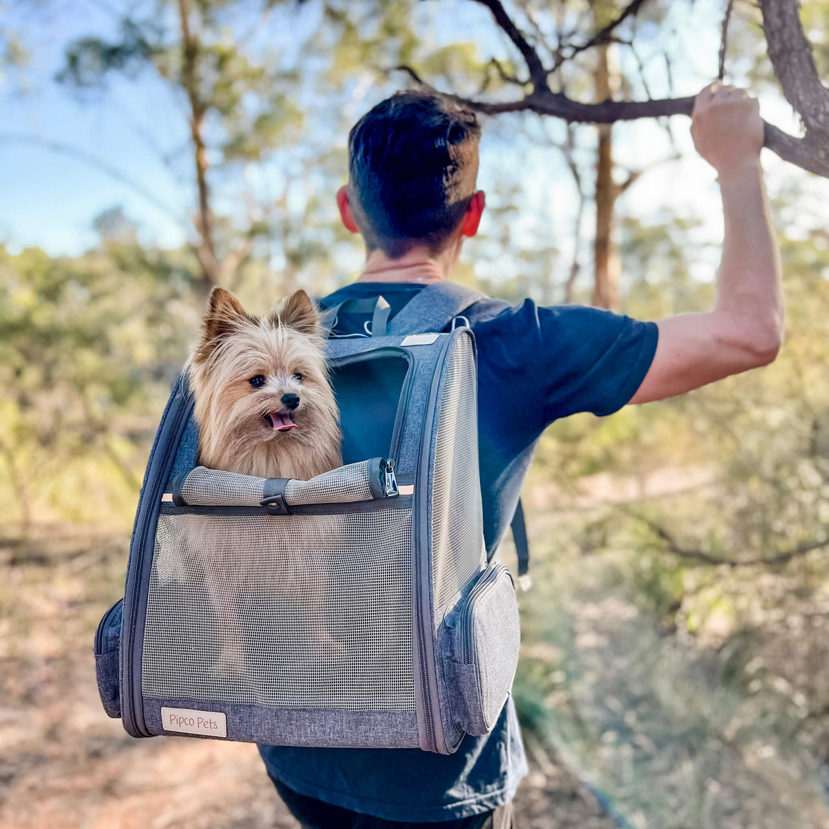 Pet owner carrying small dog in backpack hiking in Australian bush