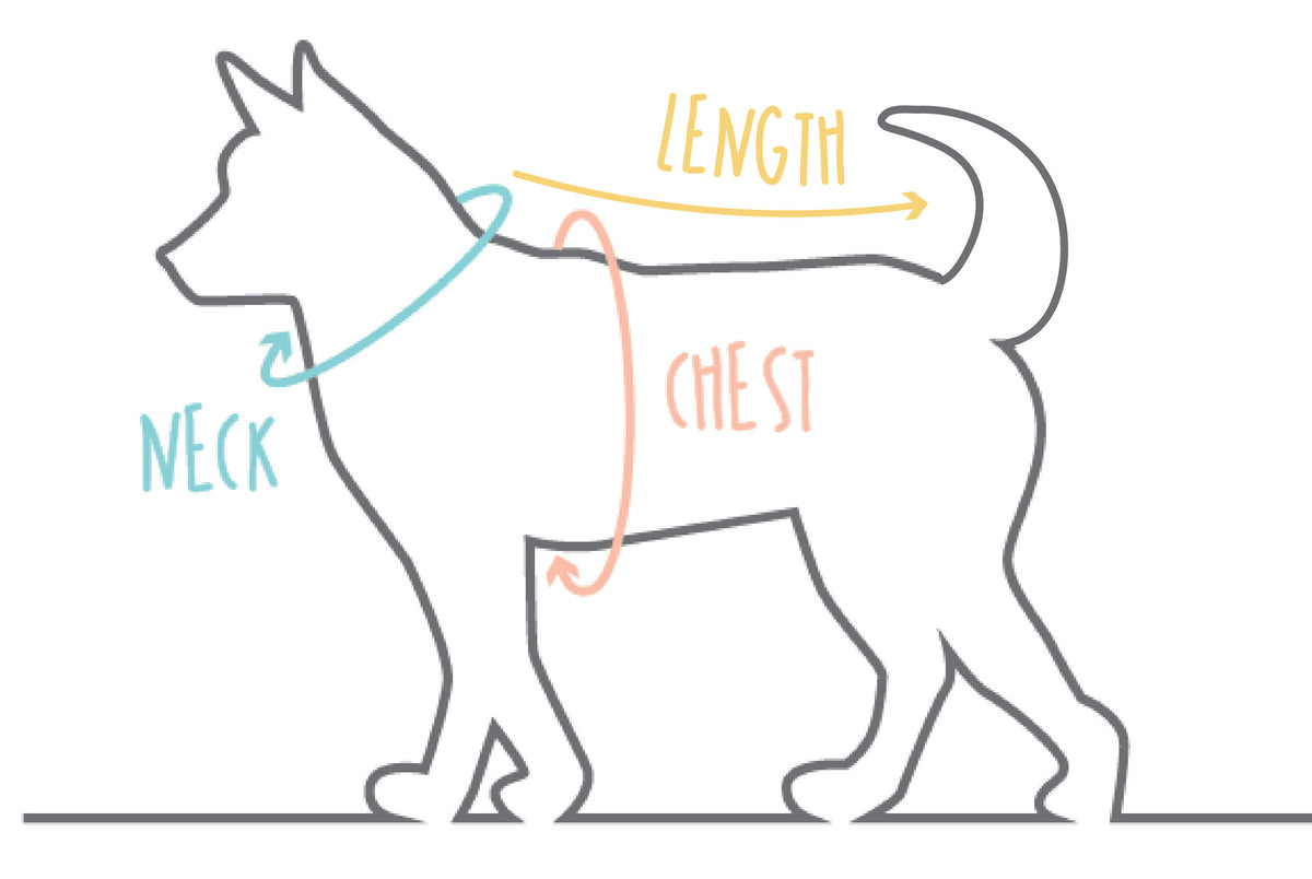 Diagram showing how to take measurements of dog's neck and chest for harness sizes